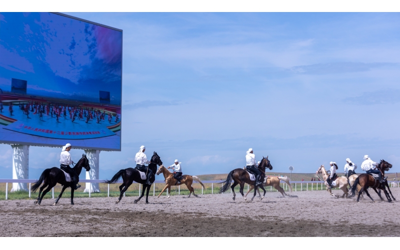 10匹汗血寶馬日行千里 精彩亮相全國民運(yùn)會賽場